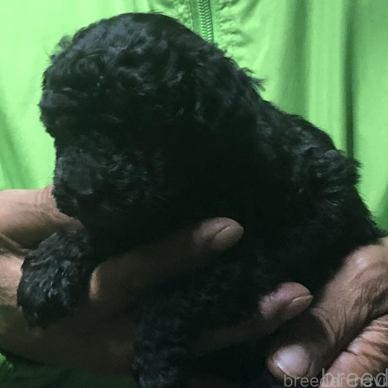 販売中の愛知県のトイプードル-435243の6枚目