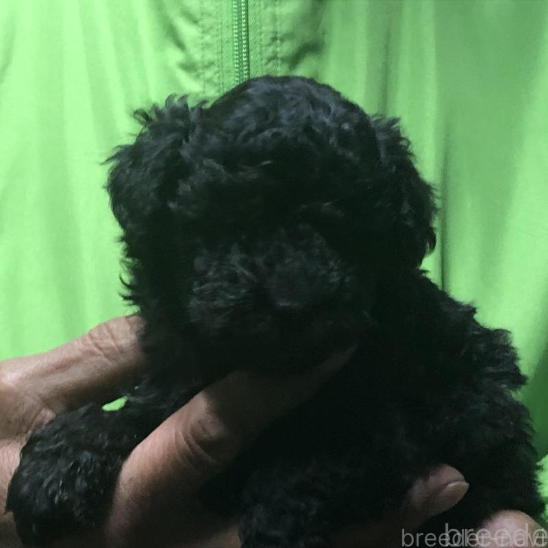 販売中の愛知県のトイプードル-435243の5枚目