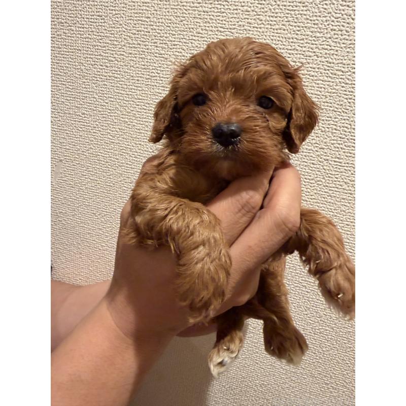 成約済の愛知県のキャバプー:キャバリア×トイプードル-432829の3枚目