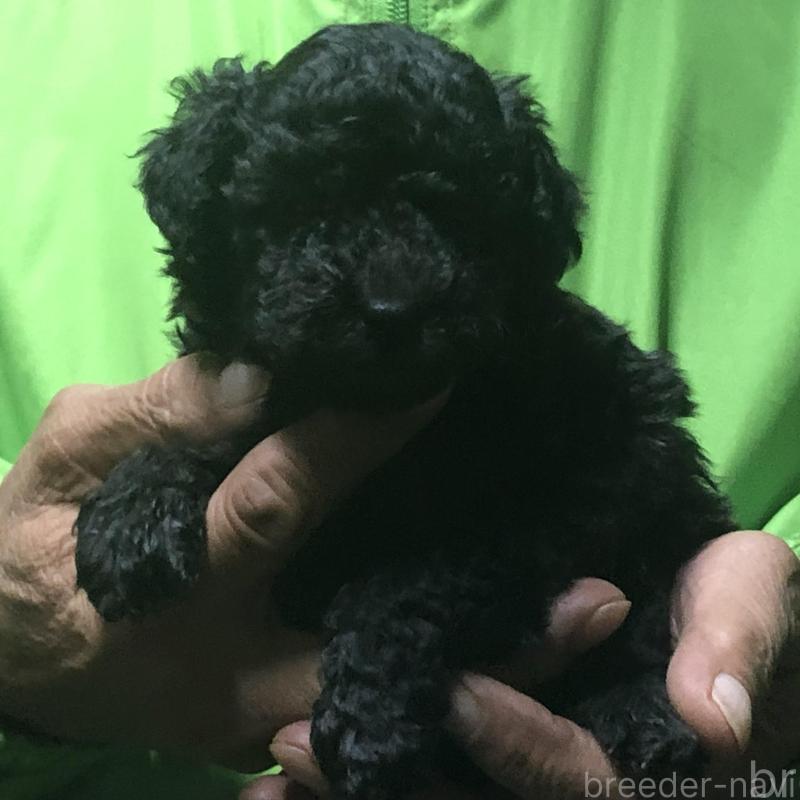 販売中の愛知県のトイプードル-435243の4枚目