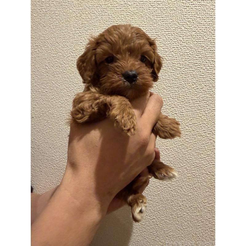 成約済の愛知県のキャバプー:キャバリア×トイプードル-432829の2枚目