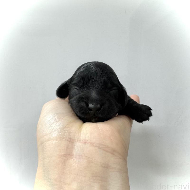 販売中の愛知県のダップー:ミニチュアダックスフンド×トイプードル-435244