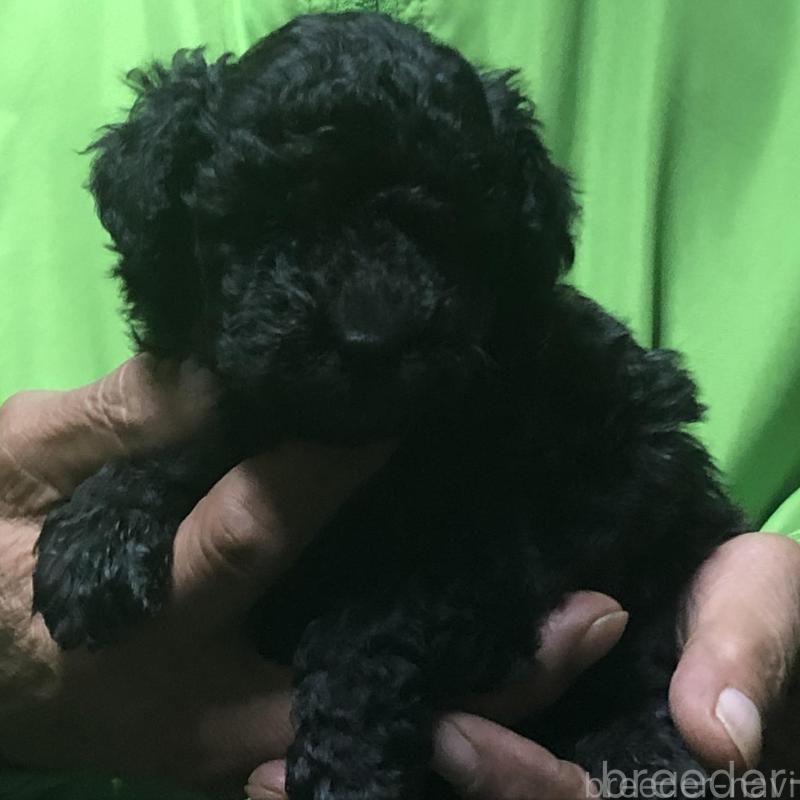 販売中の愛知県のトイプードル-435243の3枚目