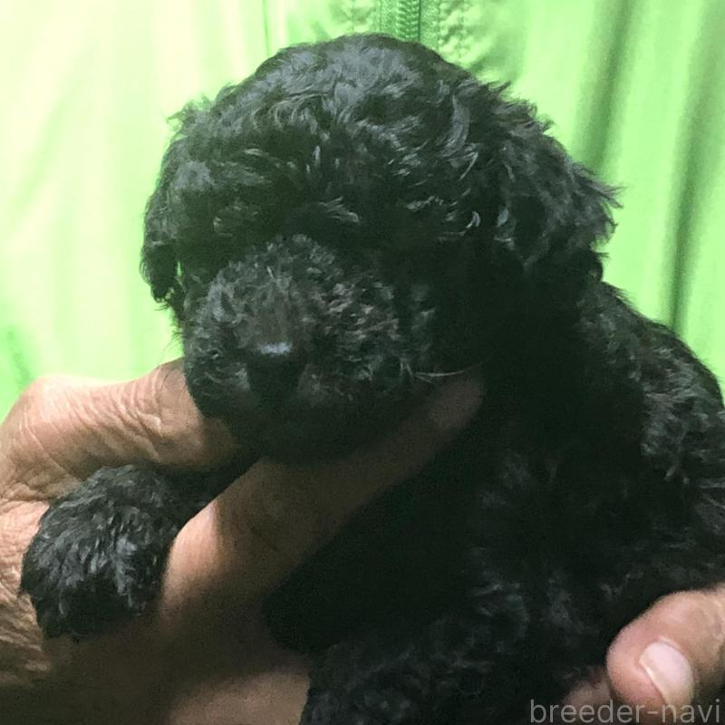 販売中の愛知県のトイプードル-435243の2枚目