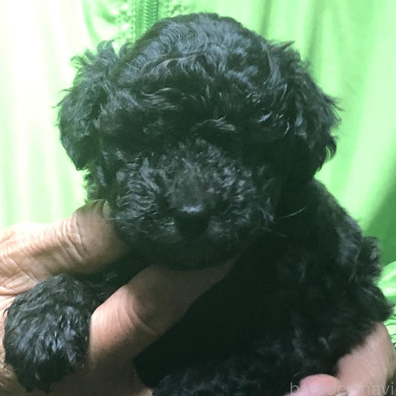 販売中の愛知県のトイプードル-435243の1枚目