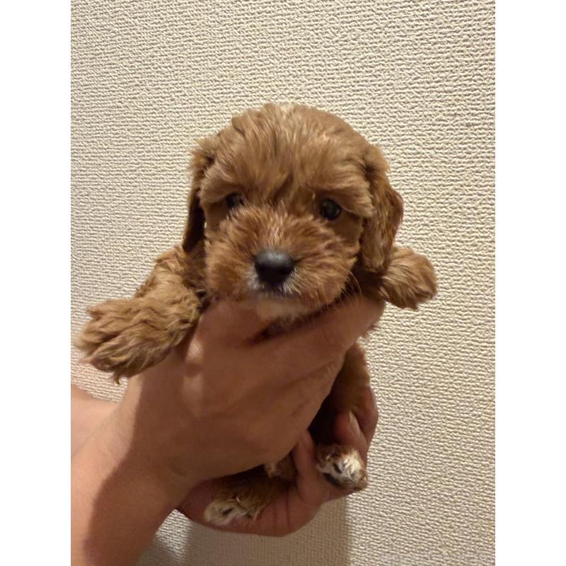 成約済の愛知県のキャバプー:キャバリア×トイプードル-432831の2枚目