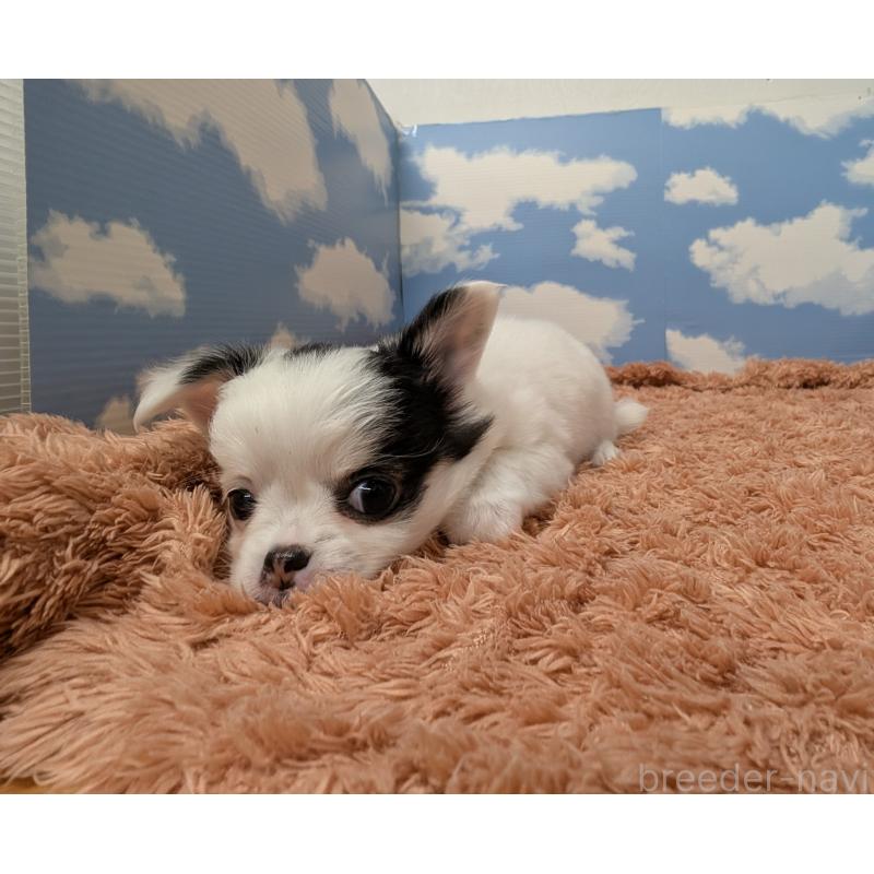 販売中の岐阜県のチワワ(ロングコート)-426775の6枚目