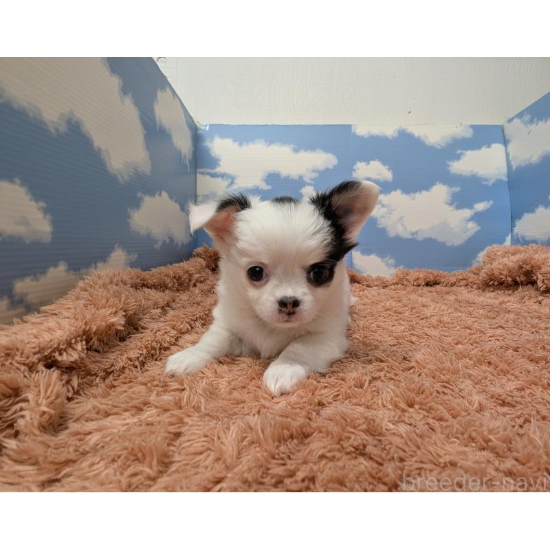 販売中の岐阜県のチワワ(ロングコート)-426775の5枚目