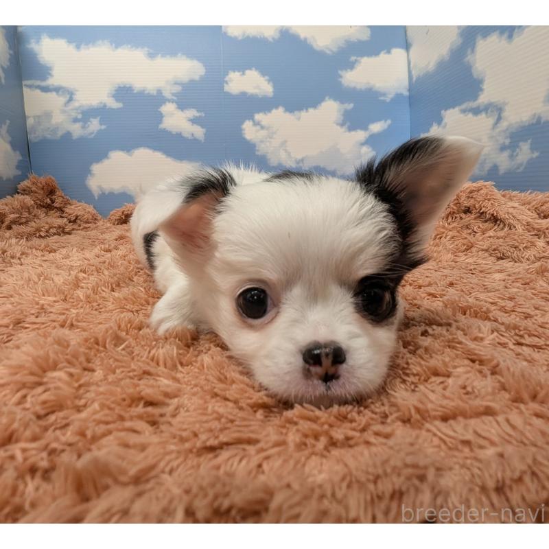 販売中の岐阜県のチワワ(ロングコート)-426775の4枚目