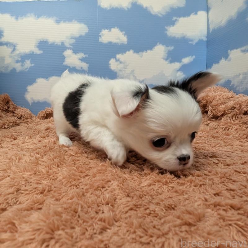 販売中の岐阜県のチワワ(ロングコート)-426775の3枚目