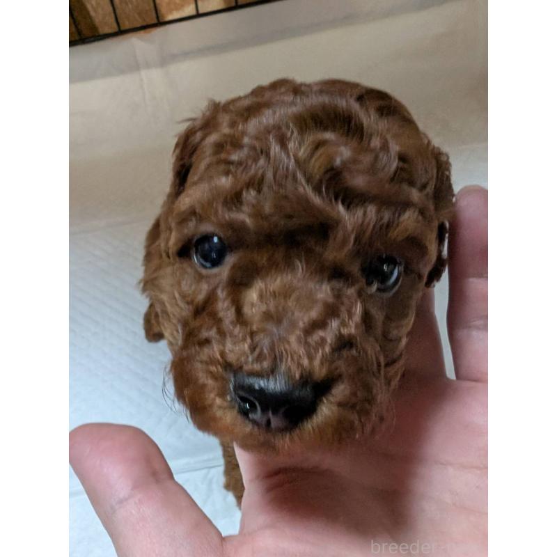 販売中の神奈川県のトイプードル-435237の2枚目