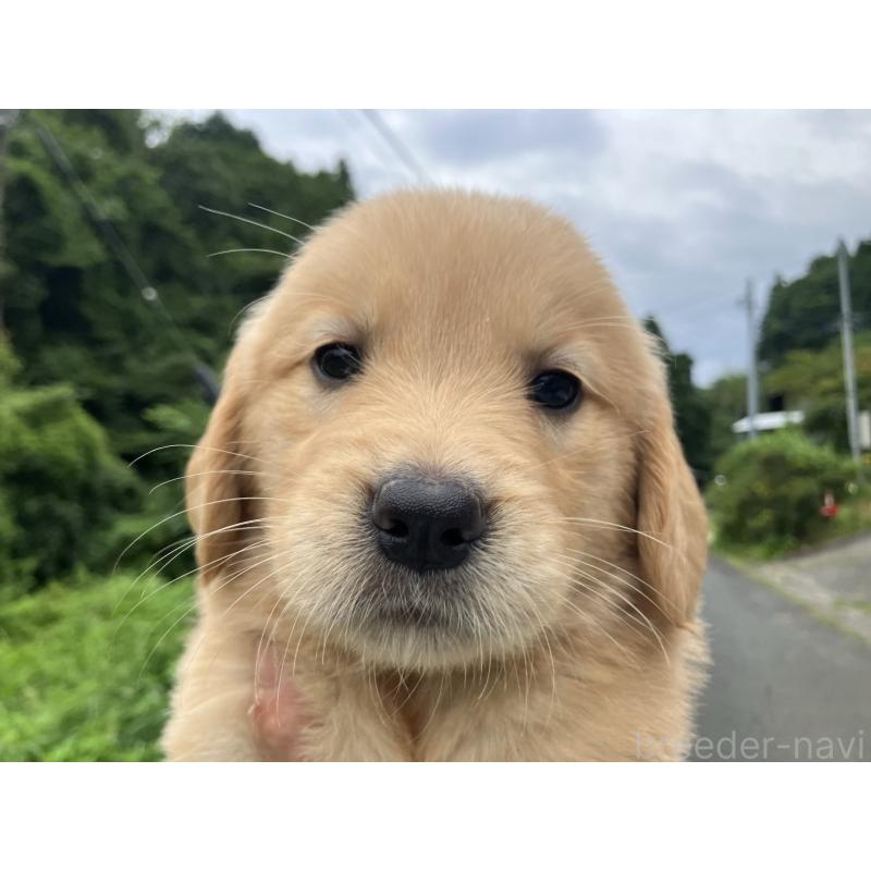 販売中の福島県のゴールデンレトリーバー-435247の4枚目