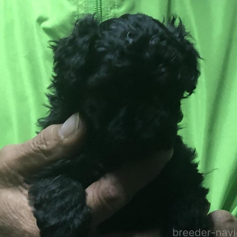 販売中の愛知県のトイプードル-435248の5枚目