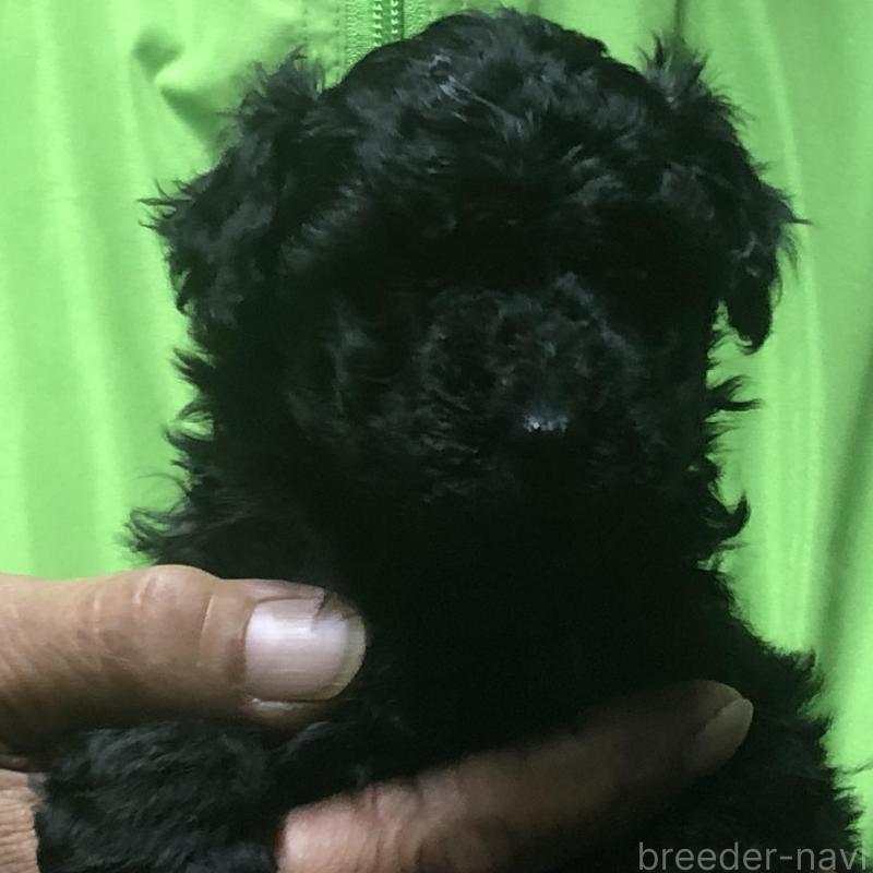 販売中の愛知県のトイプードル-435248