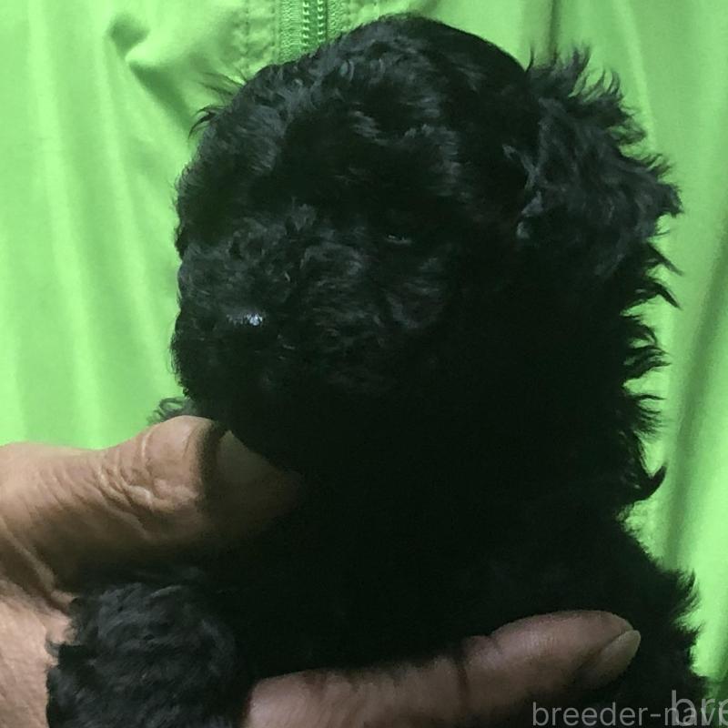 販売中の愛知県のトイプードル-435248の4枚目