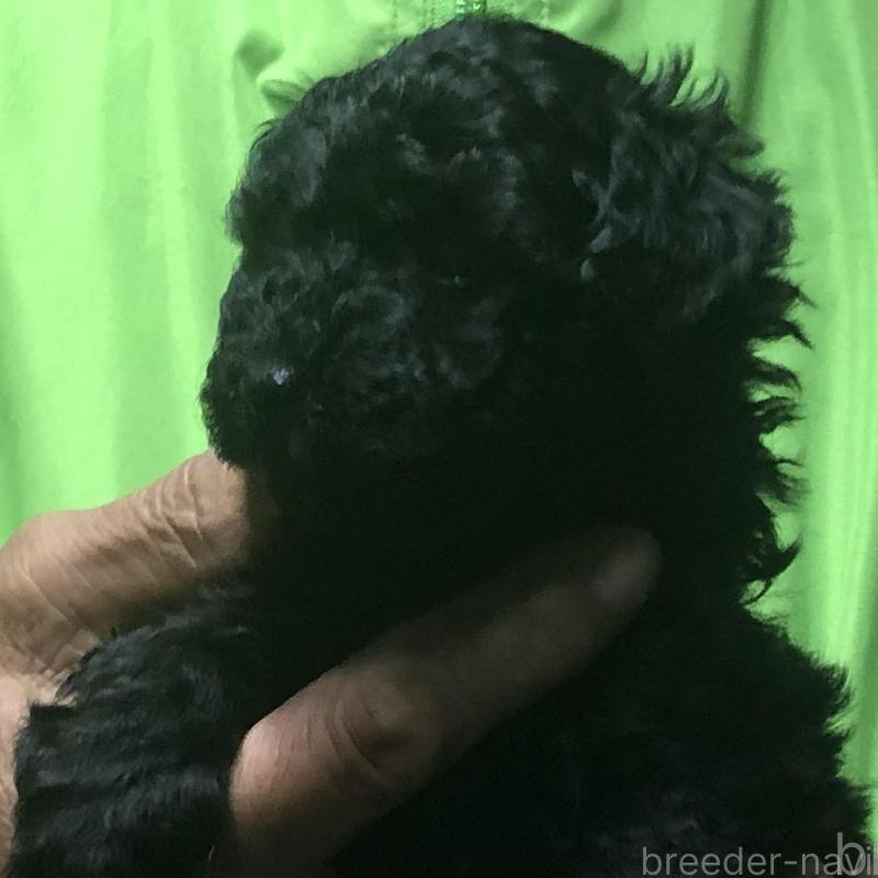 販売中の愛知県のトイプードル-435248の3枚目