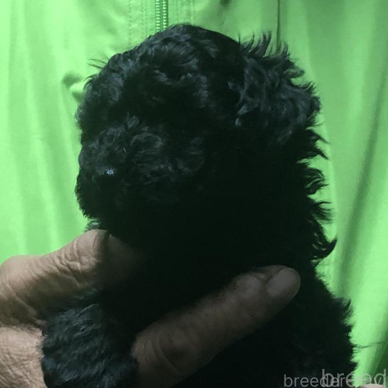 販売中の愛知県のトイプードル-435248の2枚目