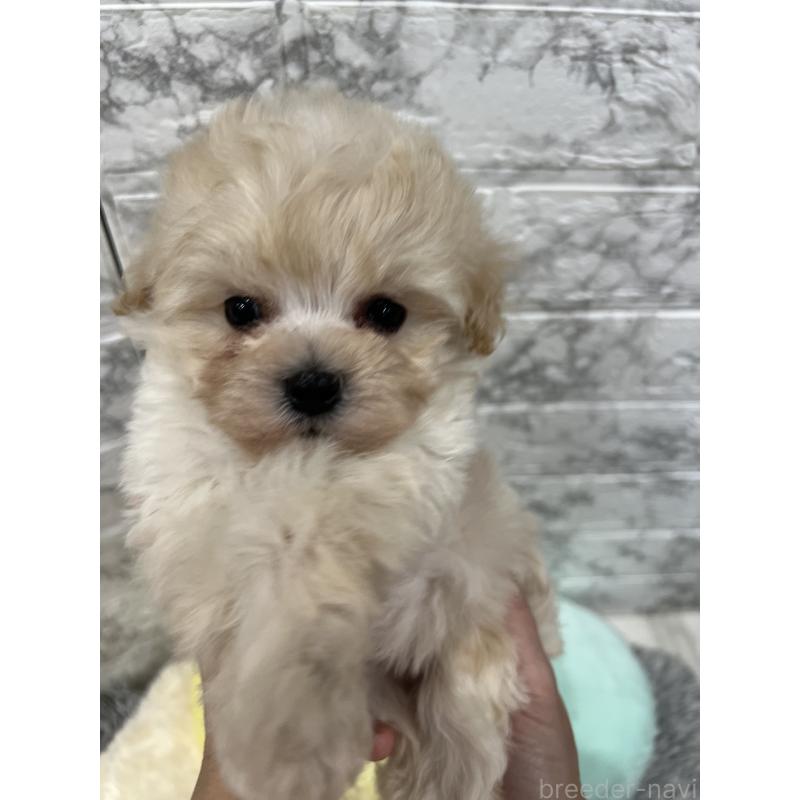 販売中の三重県のマルプー:マルチーズ×トイプードル-435249の10枚目