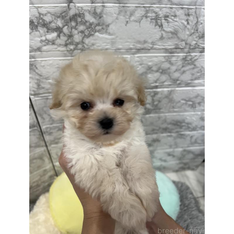 販売中の三重県のマルプー:マルチーズ×トイプードル-435249の9枚目