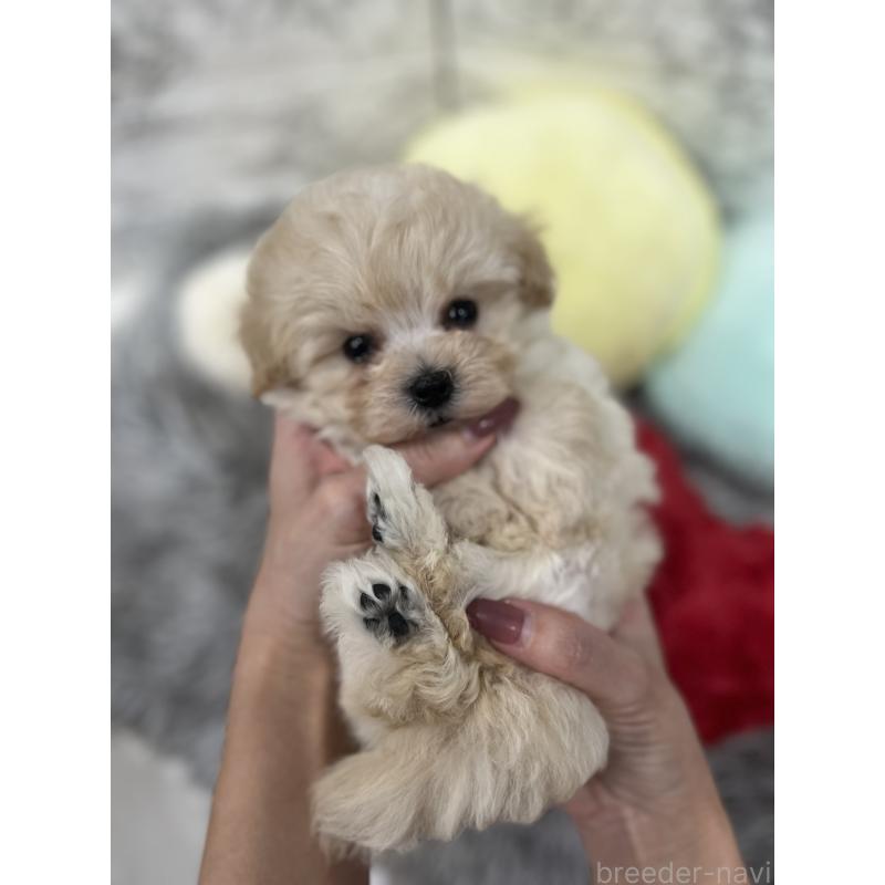 販売中の三重県のマルプー:マルチーズ×トイプードル-435249の8枚目