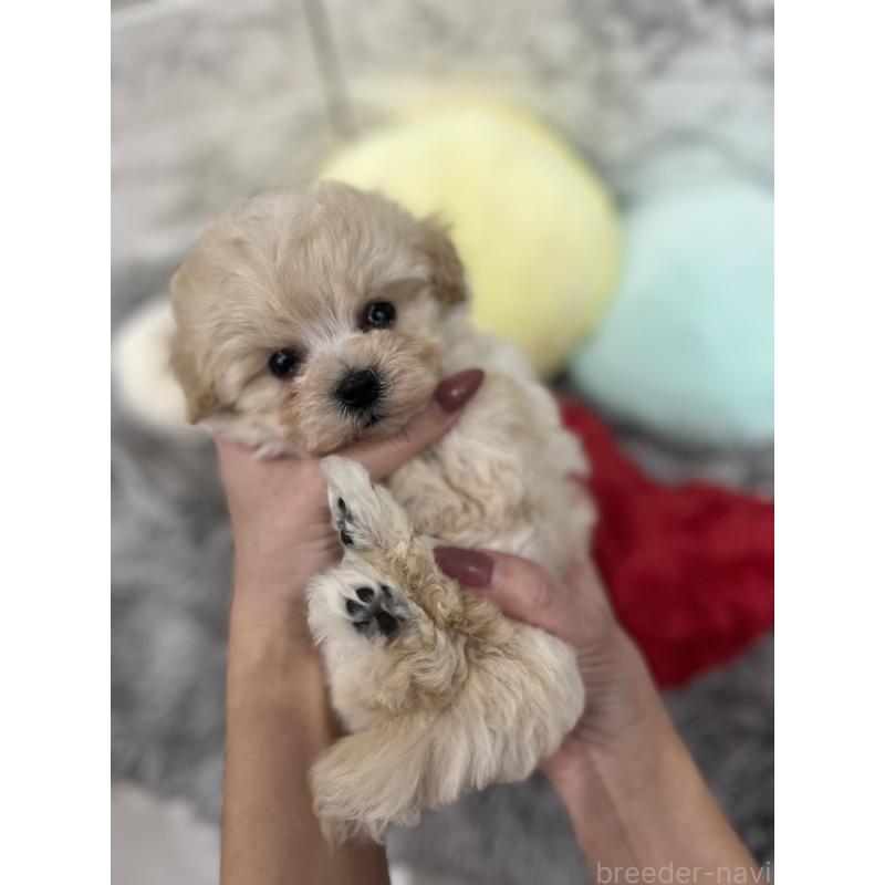 販売中の三重県のマルプー:マルチーズ×トイプードル-435249の7枚目