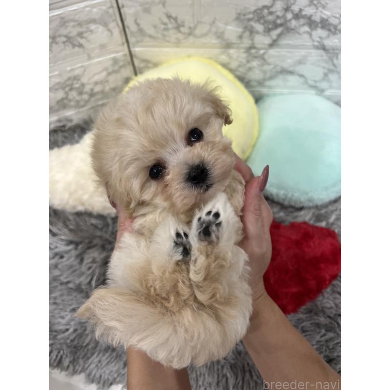 販売中の三重県のマルプー:マルチーズ×トイプードル-435249の6枚目