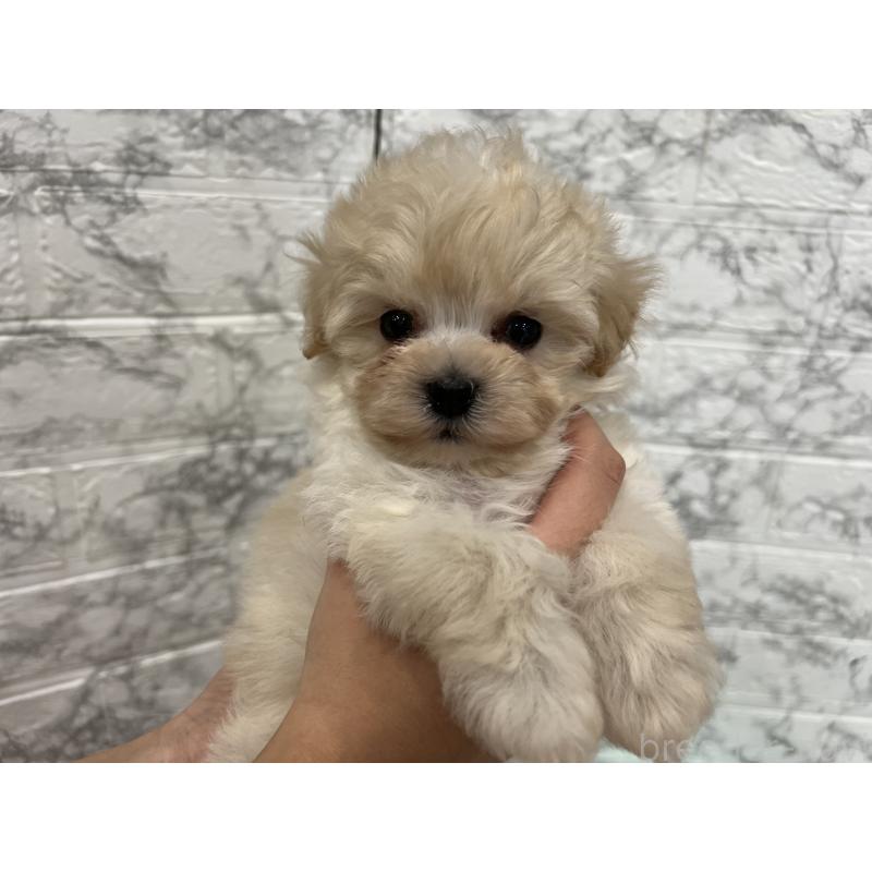 販売中の三重県のマルプー:マルチーズ×トイプードル-435249の5枚目