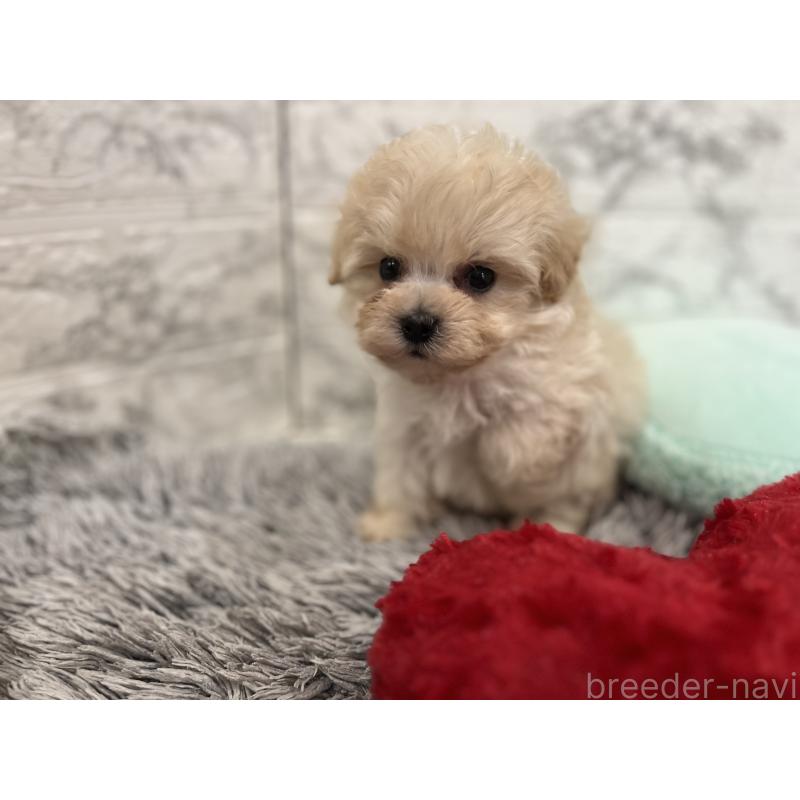 販売中の三重県のマルプー:マルチーズ×トイプードル-435249の4枚目