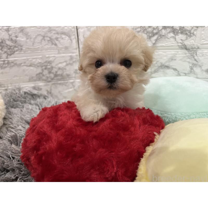 販売中の三重県のマルプー:マルチーズ×トイプードル-435249の3枚目