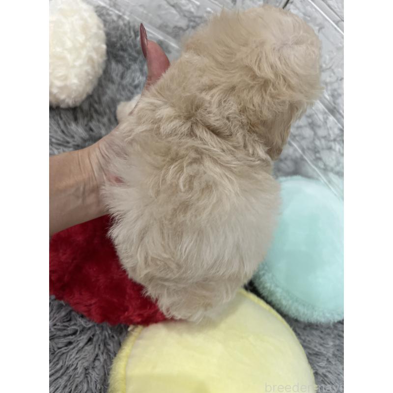 販売中の三重県のマルプー:マルチーズ×トイプードル-435249の2枚目