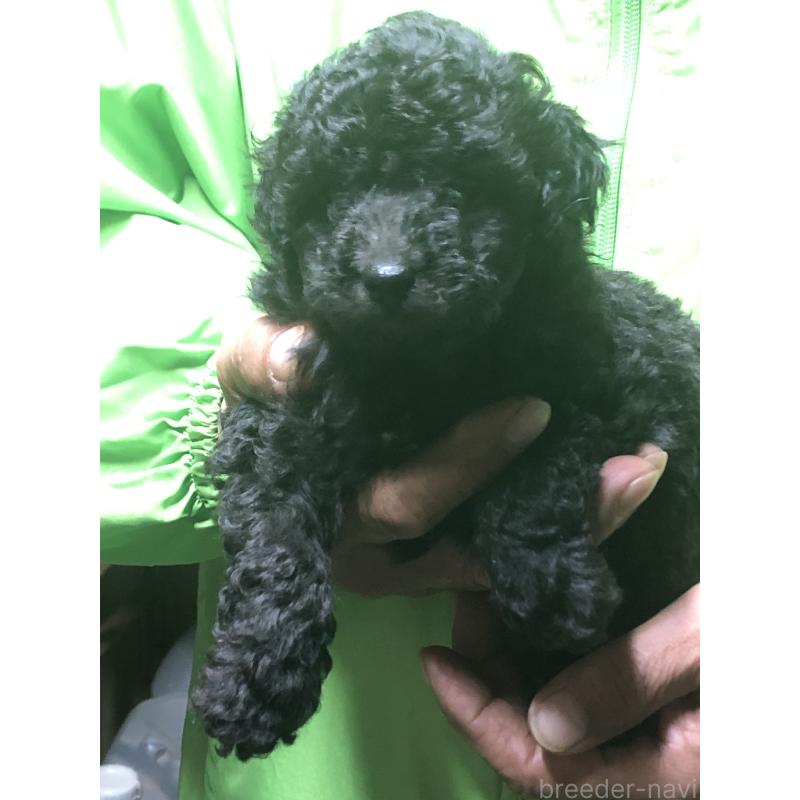 販売中の愛知県のトイプードル-435250の5枚目