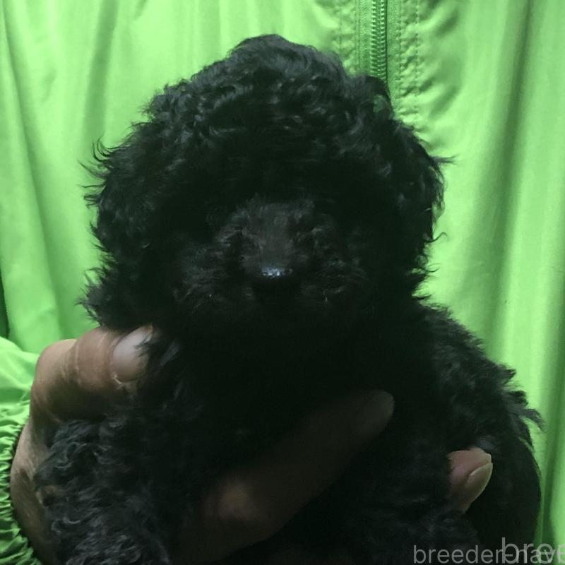 販売中の愛知県のトイプードル-435250