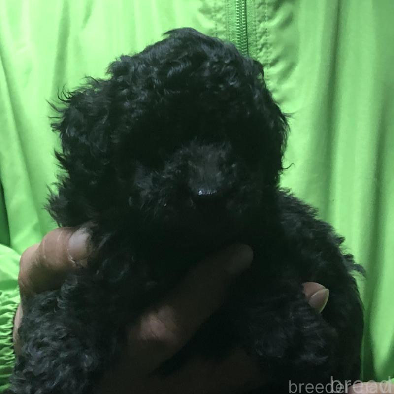 販売中の愛知県のトイプードル-435250の4枚目