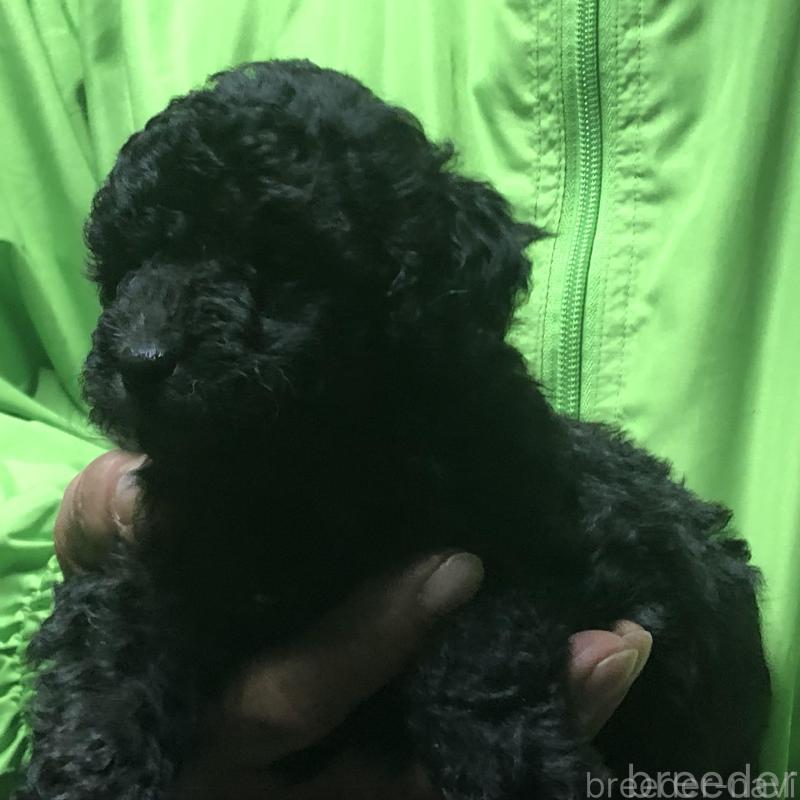 販売中の愛知県のトイプードル-435250の3枚目