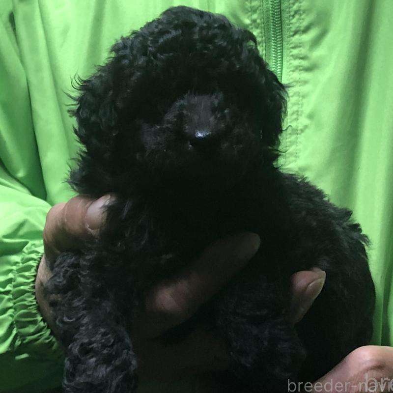 販売中の愛知県のトイプードル-435250の2枚目