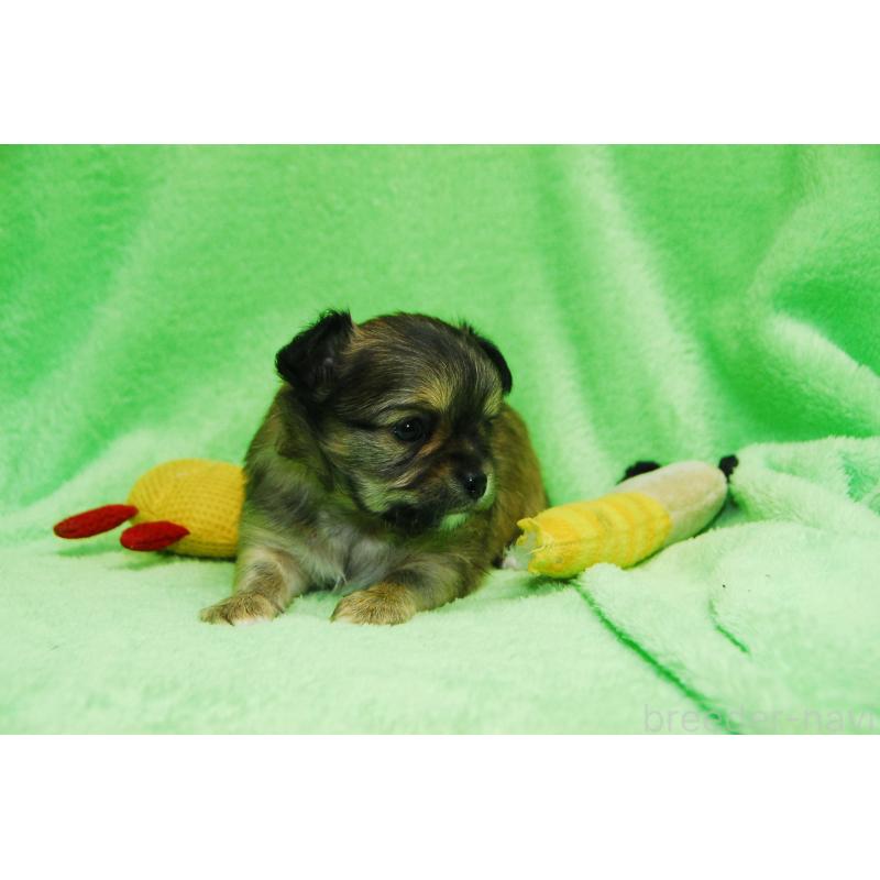 販売中の福岡県のチワワ(ロングコート)-435251の5枚目