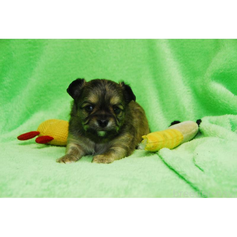 販売中の福岡県のチワワ(ロングコート)-435251の4枚目