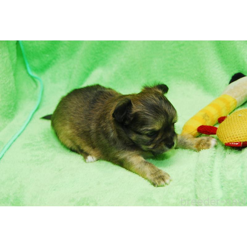 販売中の福岡県のチワワ(ロングコート)-435251の3枚目