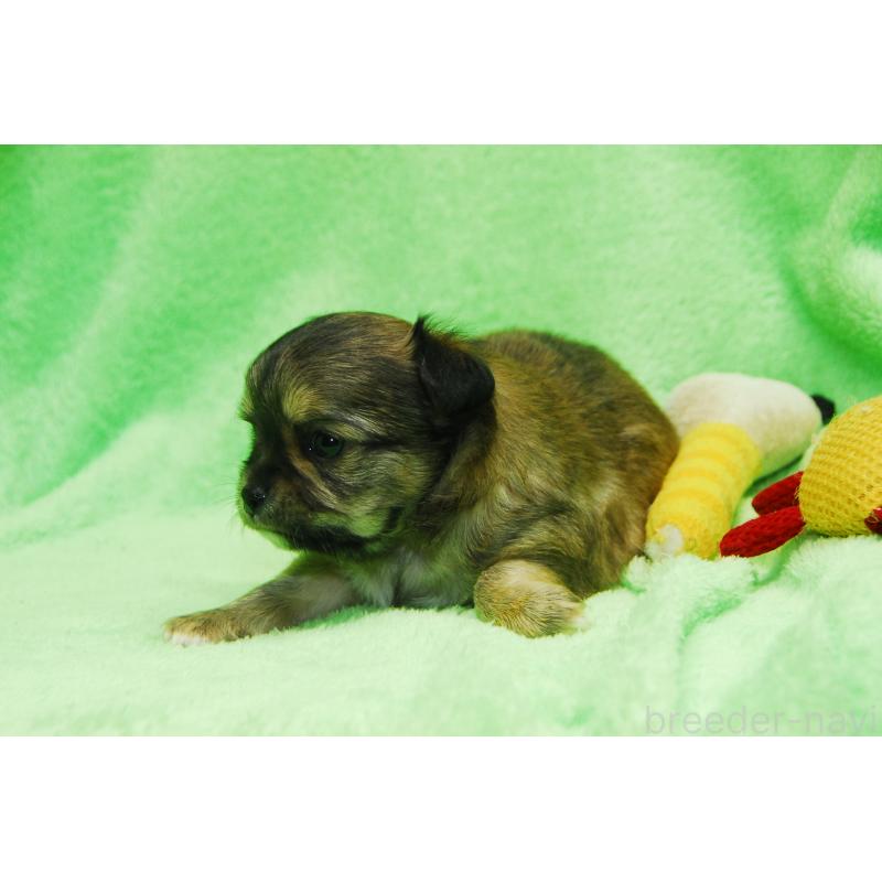 販売中の福岡県のチワワ(ロングコート)-435251の2枚目