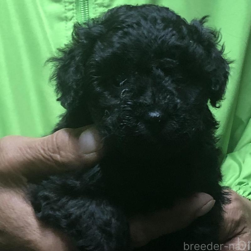 販売中の愛知県のトイプードル-435252の5枚目