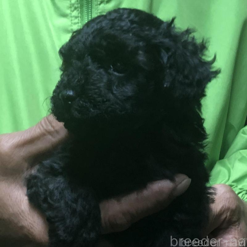 販売中の愛知県のトイプードル-435252の4枚目