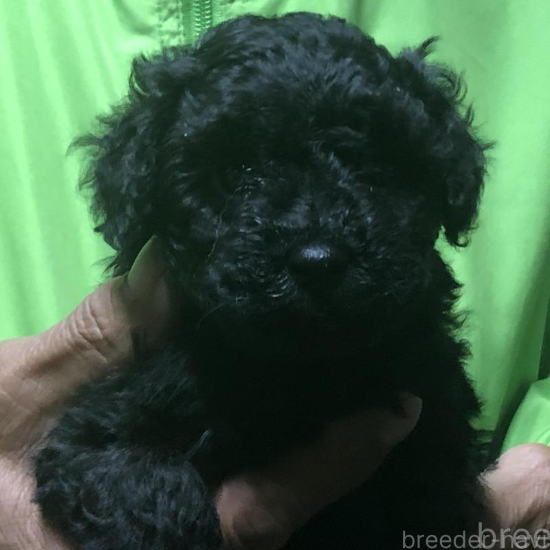 販売中の愛知県のトイプードル-435252