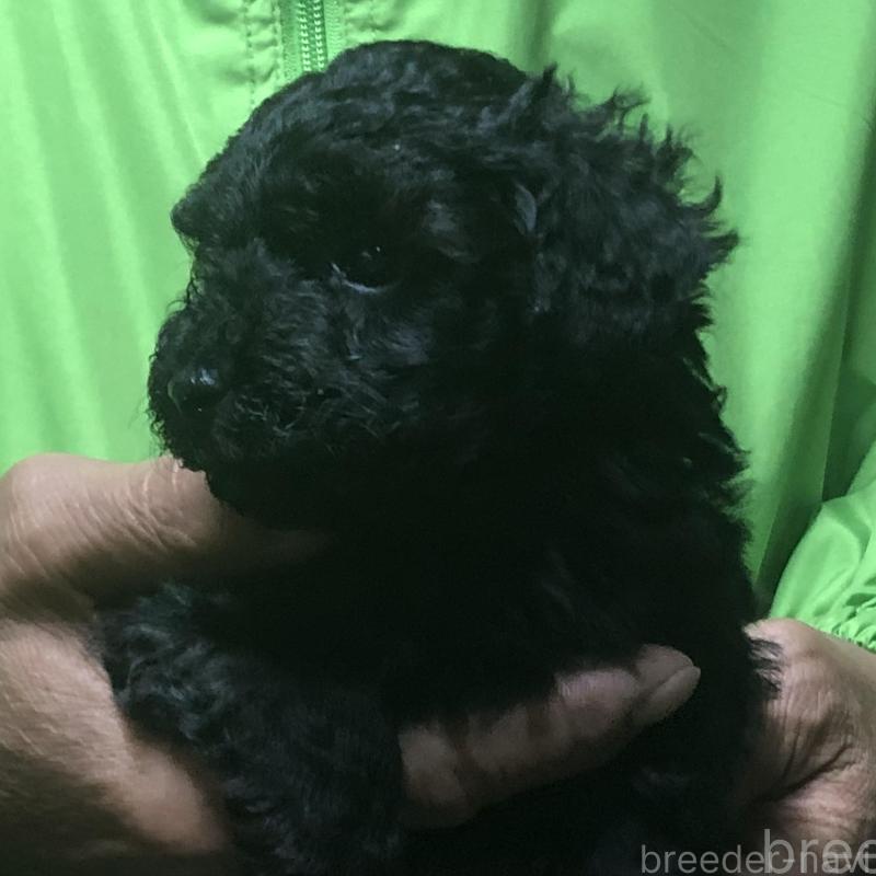 販売中の愛知県のトイプードル-435252の3枚目