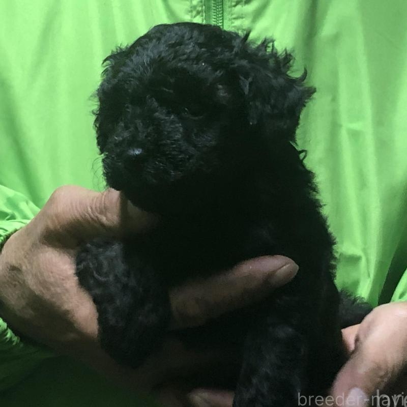 販売中の愛知県のトイプードル-435252の2枚目