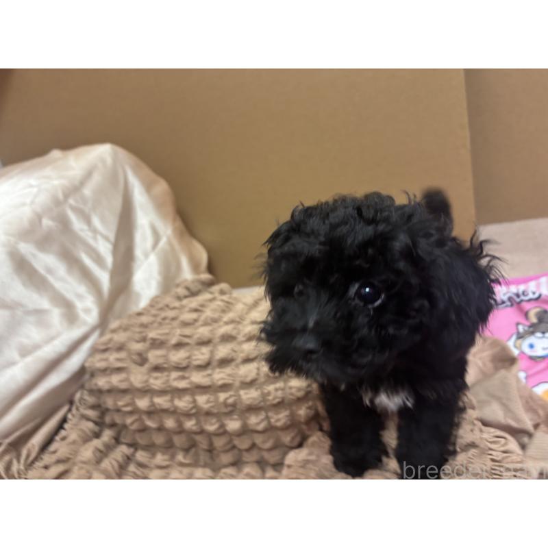 販売中の熊本県のトイプードル-435256の7枚目