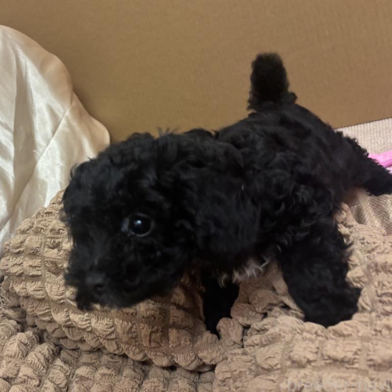 販売中の熊本県のトイプードル-435256の6枚目