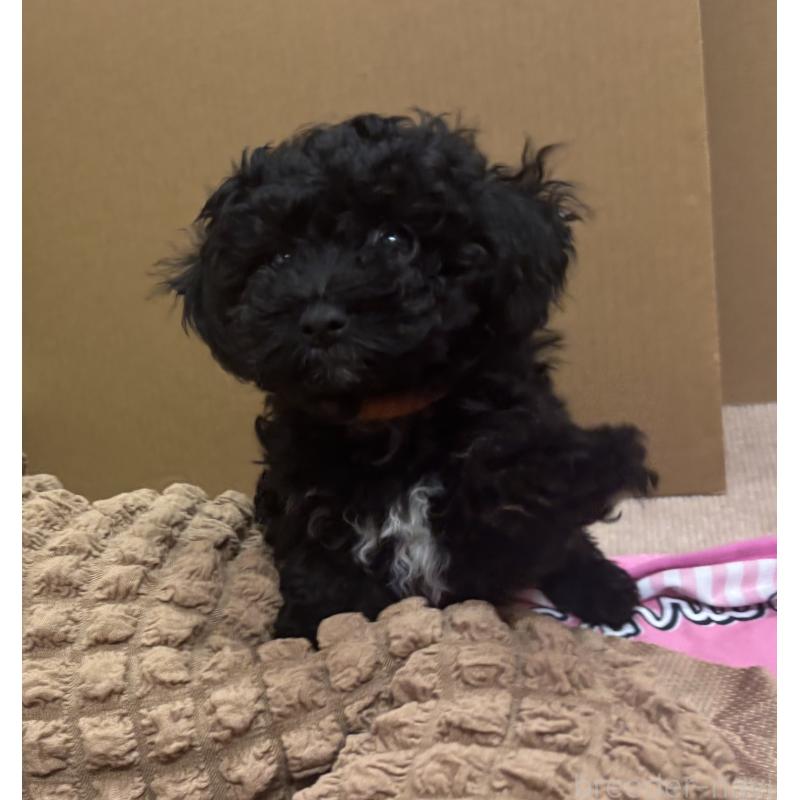 販売中の熊本県のトイプードル-435256の5枚目