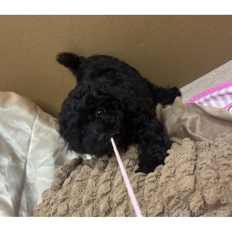 販売中の熊本県のトイプードル-435256の4枚目
