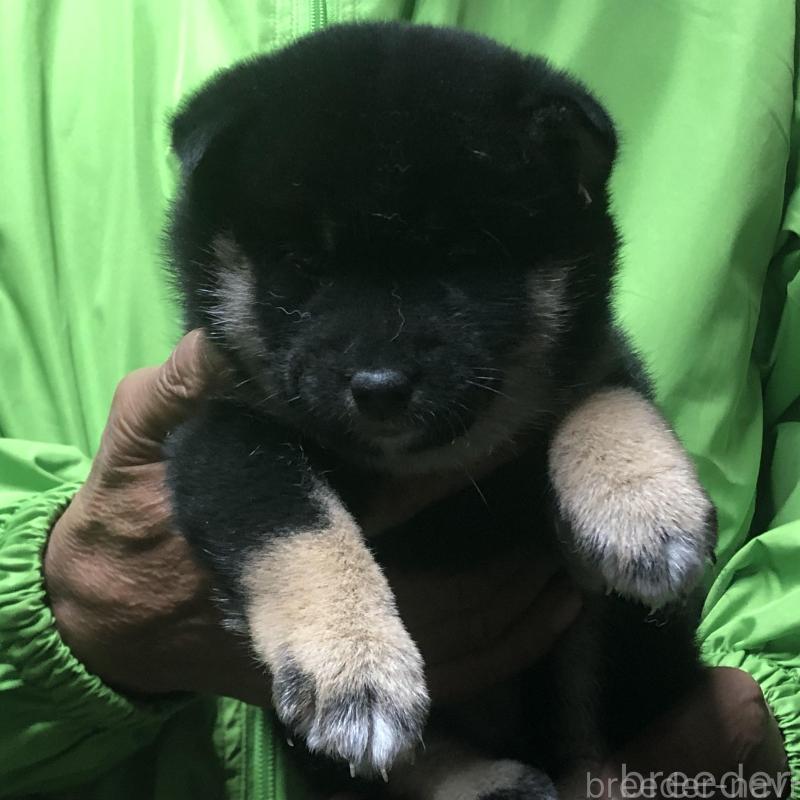 販売中の愛知県の柴犬-435254の1枚目