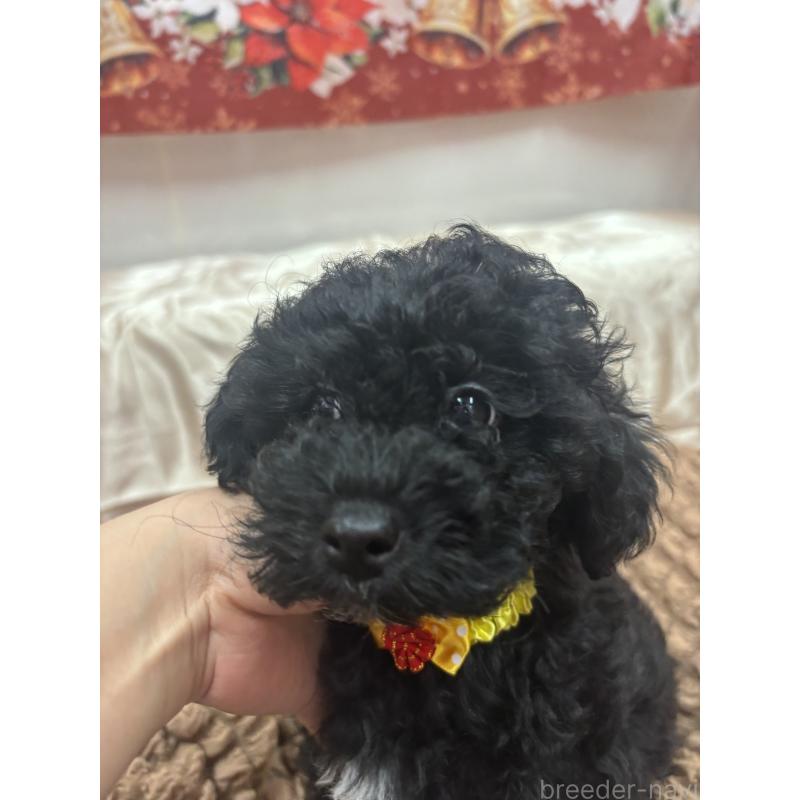 販売中の熊本県のトイプードル-435256の3枚目